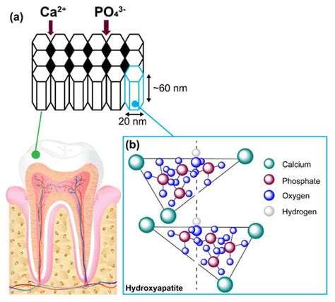 amelogenin|Amelogenin and Enamel Biomimetics .